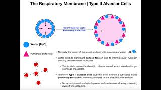 Type II Alveolar Cells  Pulmonary Surfactant [upl. by Eiram316]