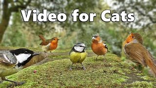 Videos for Cats to Watch  Birds Singing and Bird Sounds Spectacular [upl. by Enala]