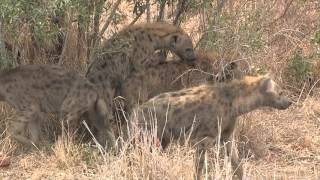 Hyena Mating [upl. by Aro519]