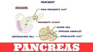 Anatomy of Pancreas [upl. by Oniotna]