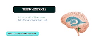 THIRD VENTRICLE ANATOMY  CNS [upl. by Lietman]