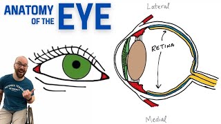 Anatomy of the Eye [upl. by Ahsoym]