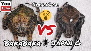 JAPAN vs BAKABAKA Salpukan ng mga Higanteng Gagamba Monster Spider Fight [upl. by Scharf885]