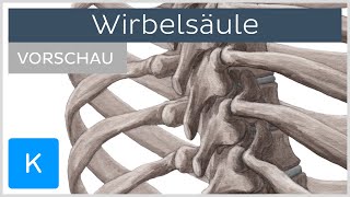 WirbelsÃ¤ule Aufbau und Funktion Vorschau  Kenhub [upl. by Marlon]