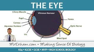 The Eye  GCSE Biology 91 [upl. by Lienhard]