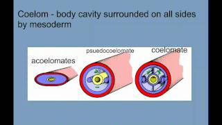 Invertebrate Diversity Part 1  Porifera to Annelids [upl. by Lisette378]