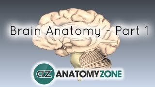 Basic Parts of the Brain  Part 1  3D Anatomy Tutorial [upl. by Gearhart921]