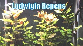 Ludwigia Repens  Beginner Plant [upl. by Nrublim]