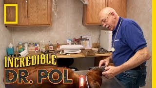 Porcupine’d Pups  The Incredible Dr Pol [upl. by Tengdin]