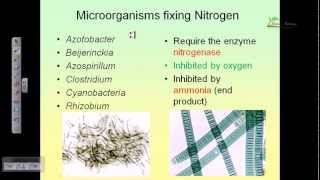 Nitrogen cycle [upl. by Sirej]