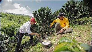 Fertilización Efectiva del Café Tips del Profesor Yarumo [upl. by Cattima729]