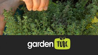 How to Grow and Use Thyme [upl. by Kere]