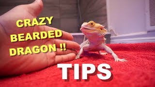 Tips On Taming A Bearded Dragon  My Dragons Training Routine [upl. by Tnomel]