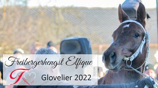 Freibergerhengst Elfique Glovelier 2022 [upl. by Idoj]