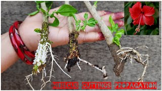 THREE EASY WAY TO PROPAGATE HIBISCUS FROM CUTTINGS WITH RESULT AND COMPARISON [upl. by Carlynn840]