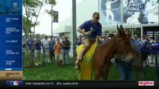 Yeehaw Rex Hudler rides A’s mule Charlie O [upl. by Palumbo]