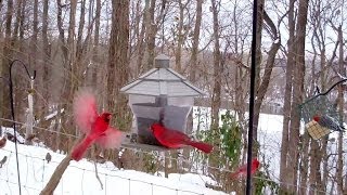 Winter Birds Feeding Frenzy Cats LOVE It [upl. by Anihsak891]