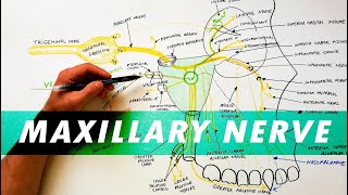 Muscles of Facial Expression  Anatomy Tutorial PART 1 [upl. by Manup]