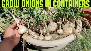 How To Grow Onions At Home  START TO FINISH [upl. by Zacarias546]