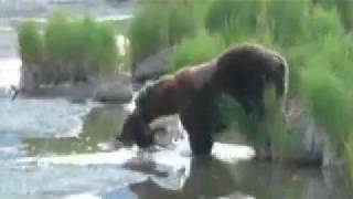 BEAR KILLS CUB  Katmai National Park Alaska [upl. by Billye350]