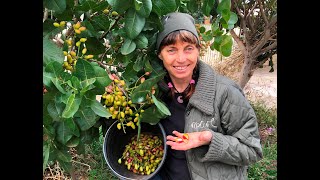 Pistachio Growing pistachio trees and harvesting your crop in Melbourne [upl. by Parent]