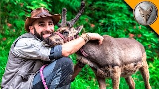 Baby Reindeer Loves Hugs [upl. by Fia]