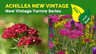 Achillea New Vintage  New Vintage Yarrow Series  Perennial [upl. by Seebeck]