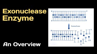 Exonuclease Enzyme An Overview [upl. by Noraed]