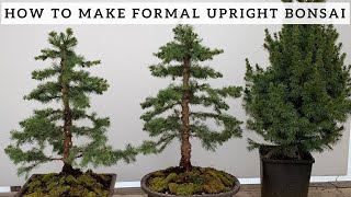 Making Formal Upright Bonsai from Alberta Spruce [upl. by Carolyn660]