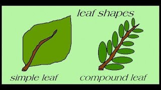 Types Of Leaves  Science For Kids  All About Plant Leaf [upl. by Birch]