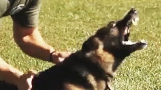 K9 Hard Hitting Takedowns and Apprehensions [upl. by Eimrej]