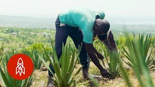 The Surprising Plant Helping Kenyan Farmers Prosper [upl. by Warila]