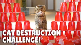 Cat Obstacle Destruction Challenge  Kittisaurus [upl. by Bertle]