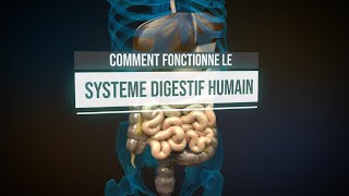 Comment fonctionne le système digestif humain  Animation [upl. by Keelby580]