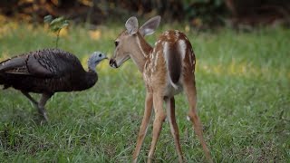 Turkeys Play with Deer and Squirrels  BBC Earth [upl. by Millman]