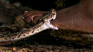 Viper Bite in Slow Mo  BBC Earth [upl. by Yadsnil798]