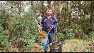 Buscando adorno Navideño en el monte musgo  con la familia [upl. by Htnamas]