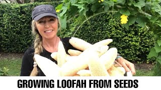 Growing Loofah LuffaSponge Urban Farming how to grow luffa [upl. by Rida]