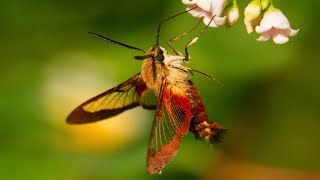 Hummingbird Moth Natures Incredible Mimic [upl. by Risan496]