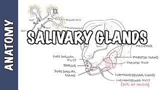 Salivary glands  Anatomy and Physiology [upl. by Yensehc786]