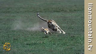 You Wont Believe How Fast a Cheetah Can Catch a Gazelle [upl. by Karlow413]