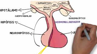 Eje hipotálamo hipófiso ovárico [upl. by Lally752]