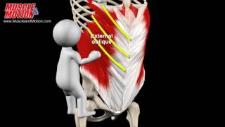 Abdominal Muscles [upl. by Massimiliano]