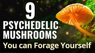 9 Psychedelic Mushrooms You can Forage Yourself [upl. by Anohs]