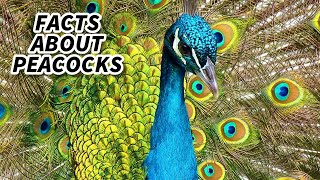 Peacock Facts FACTS about PEAFOWL 🦚 Animal Fact Files [upl. by Rosalynd]