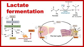 Lactate Fermentation  Anaerobic fate of Pyruvate [upl. by Loring]