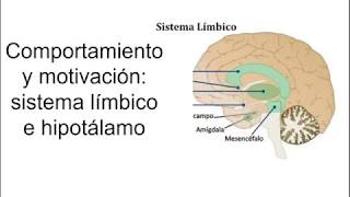 Sistema límbico e hipotálamo  Fisiología [upl. by Stephenie]