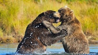 Alaska Grizzly Bears Fighting  Alaska Brown bears wrestling [upl. by Acessej9]