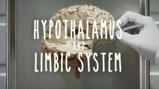 Neuroanatomy S1 E4 Hypothalamus and Limbic System neuroanatomy ubcmedicine [upl. by Eceerahs]