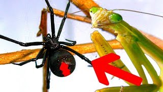 Deadly Spider Vs Giant Praying Mantis Part 2 Educational Spider Study [upl. by Anear]